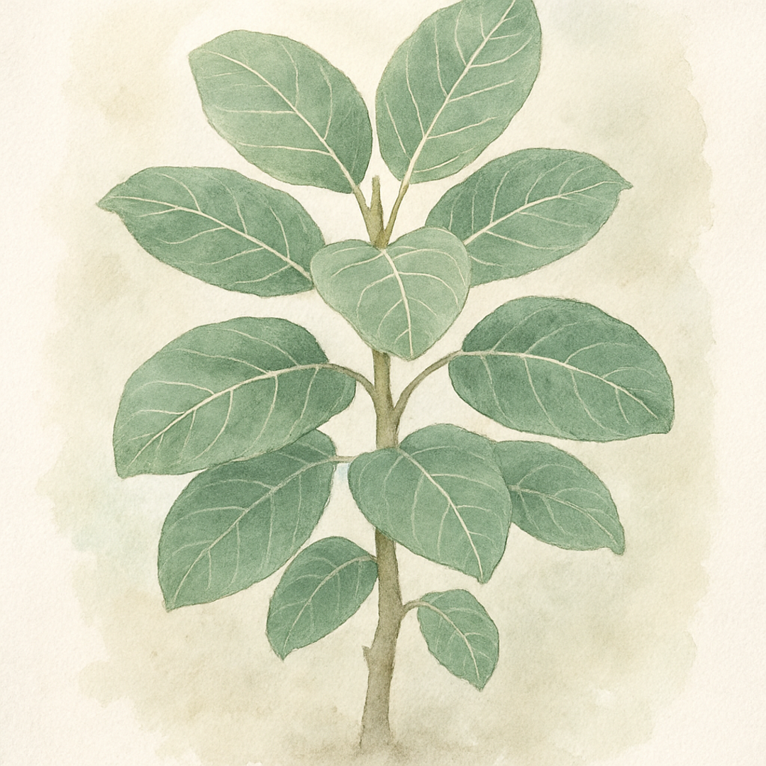 Ficus benghalensis 'Audrey'