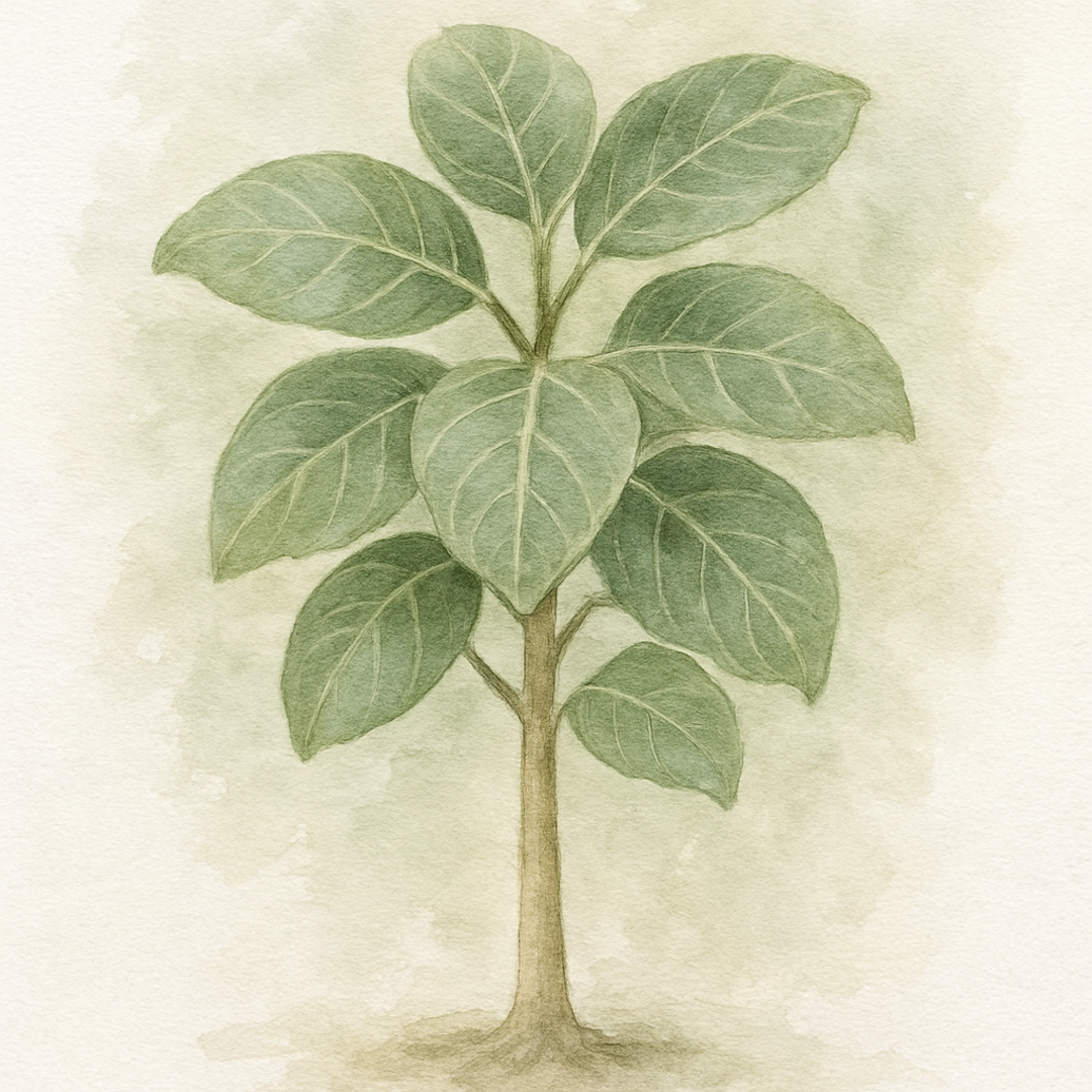 Ficus benghalensis Audrey Bengal Fig Straight Stem