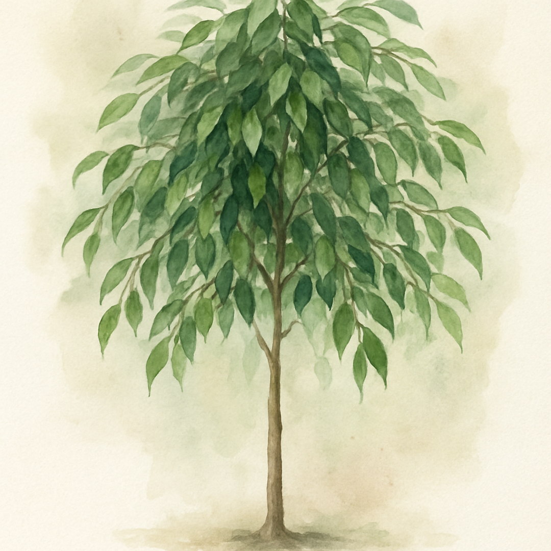 Ficus benjamina Danielle Weeping Fig HydroCare