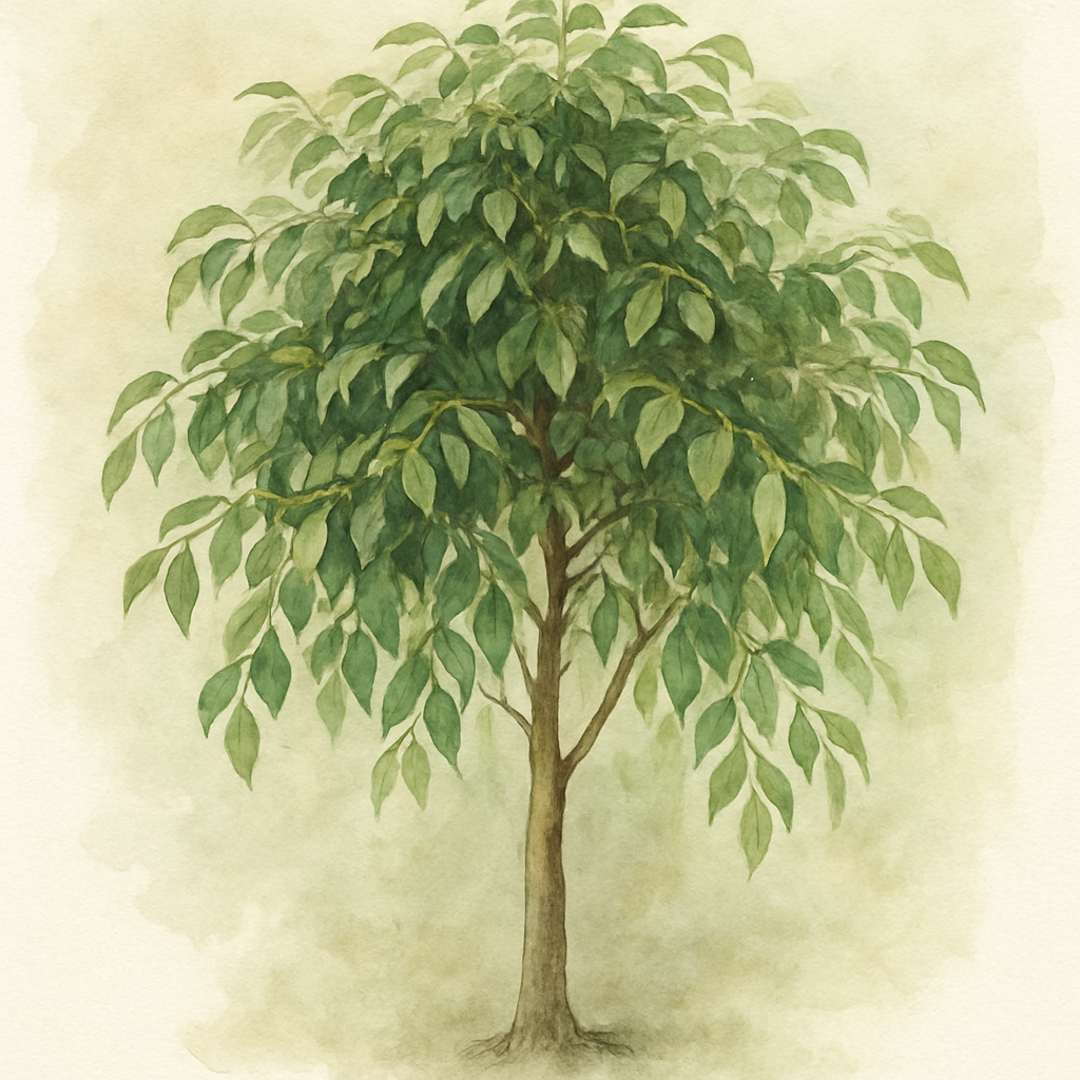Ficus benjamina HydroCare