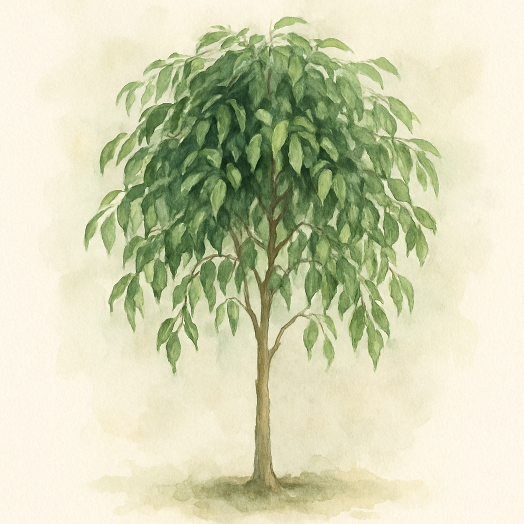 Ficus benjamina