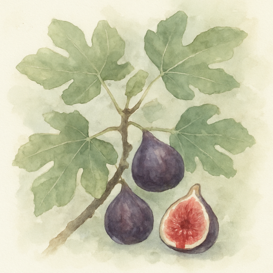 Ficus carica 'Dauphine' Violette Dauphine Fig