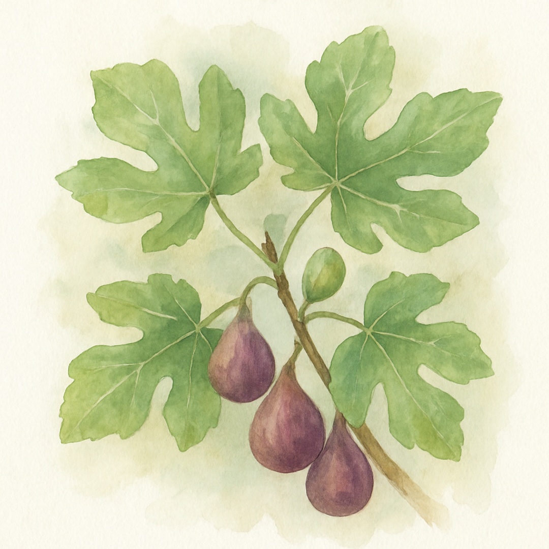 Ficus carica (Fig)