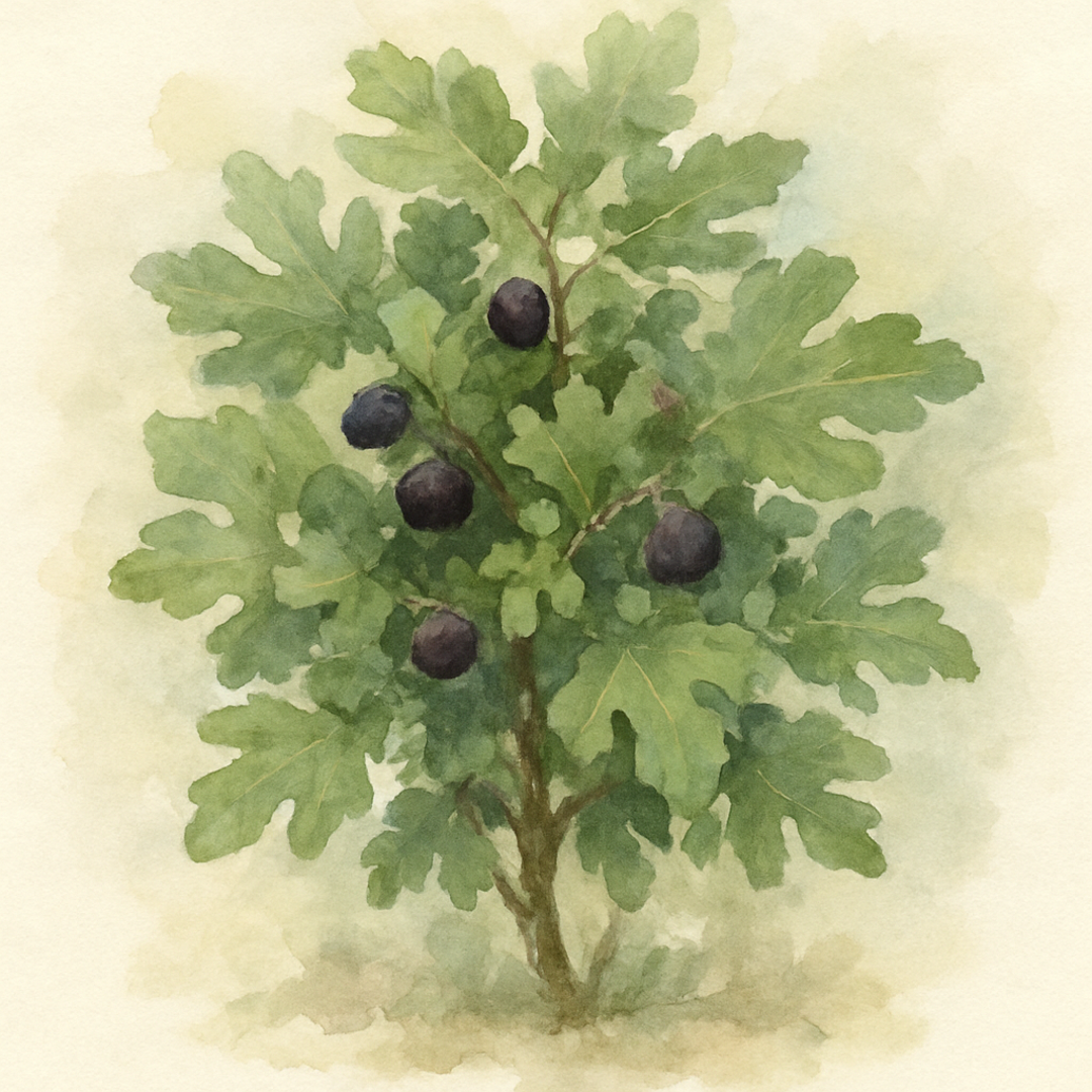 Ficus carica ‘Little Miss Figgy’