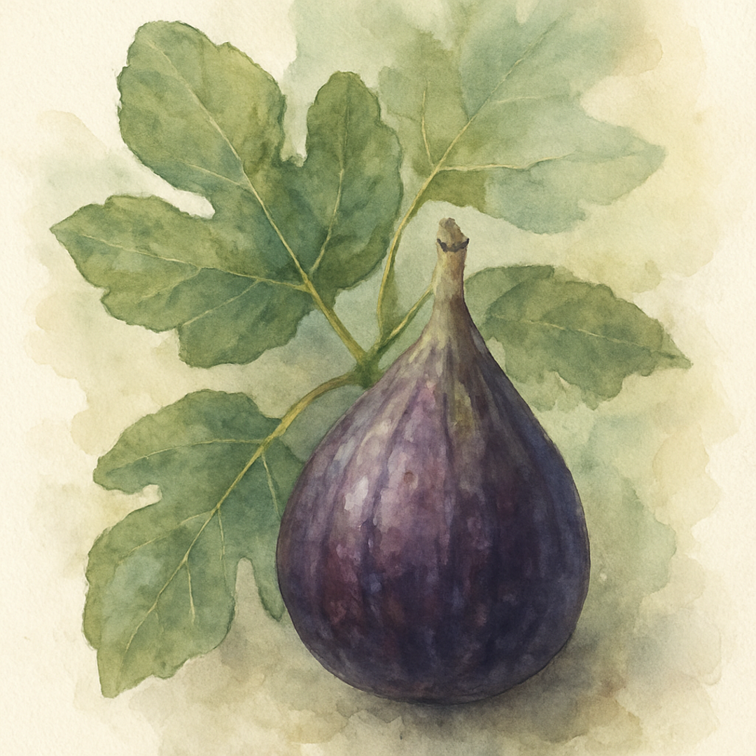 Ficus carica Melanzana Fig 'Melanzana'