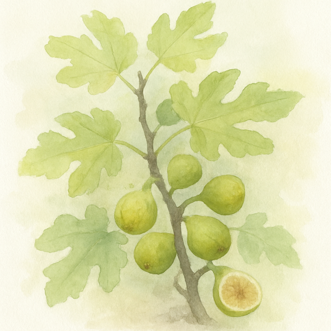 Ficus carica 'Rovinj' Lime Green Fig (may be cut back and leafless, ready to branch out)
