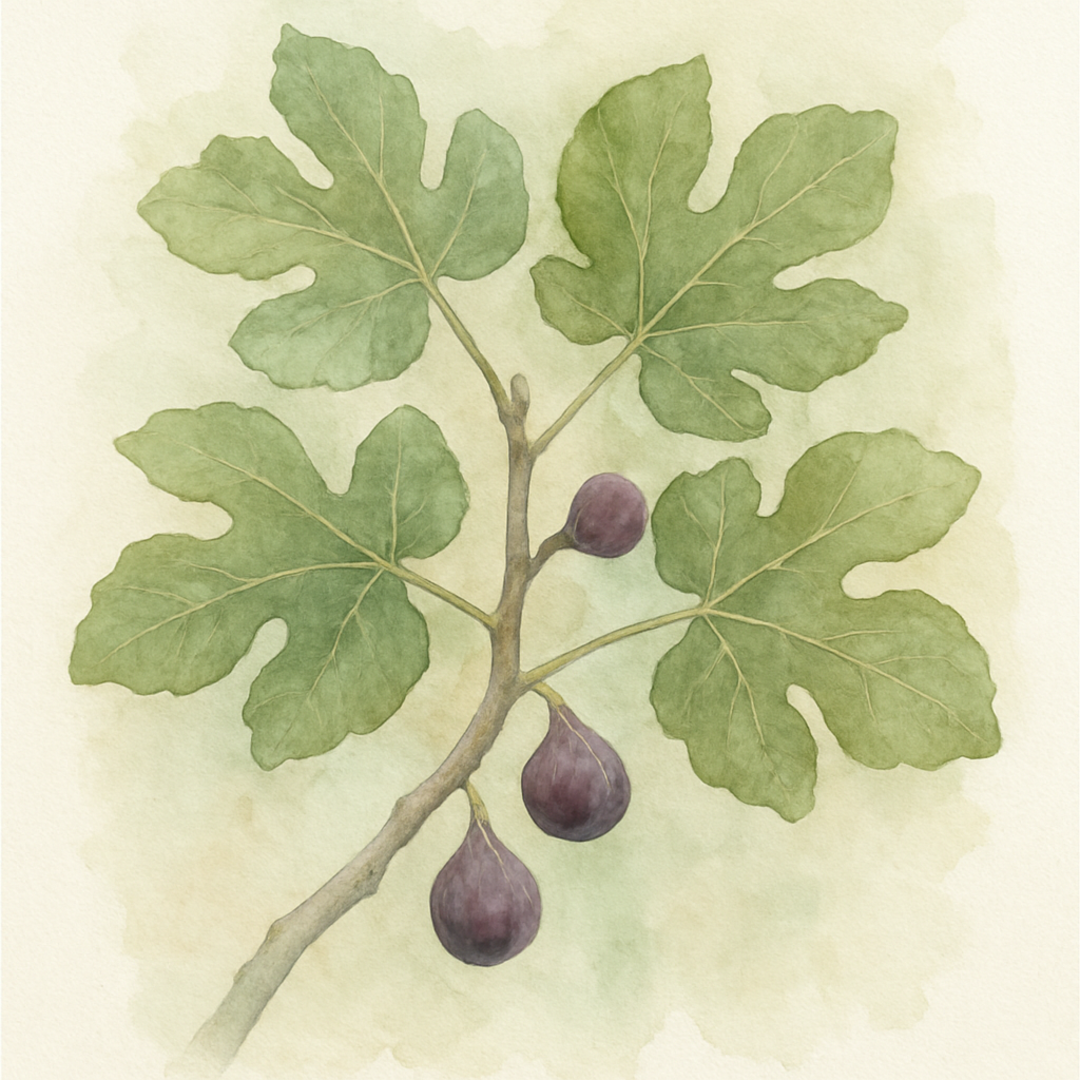 Ficus carica 'Scone' Figtree Scone, Purple Fig