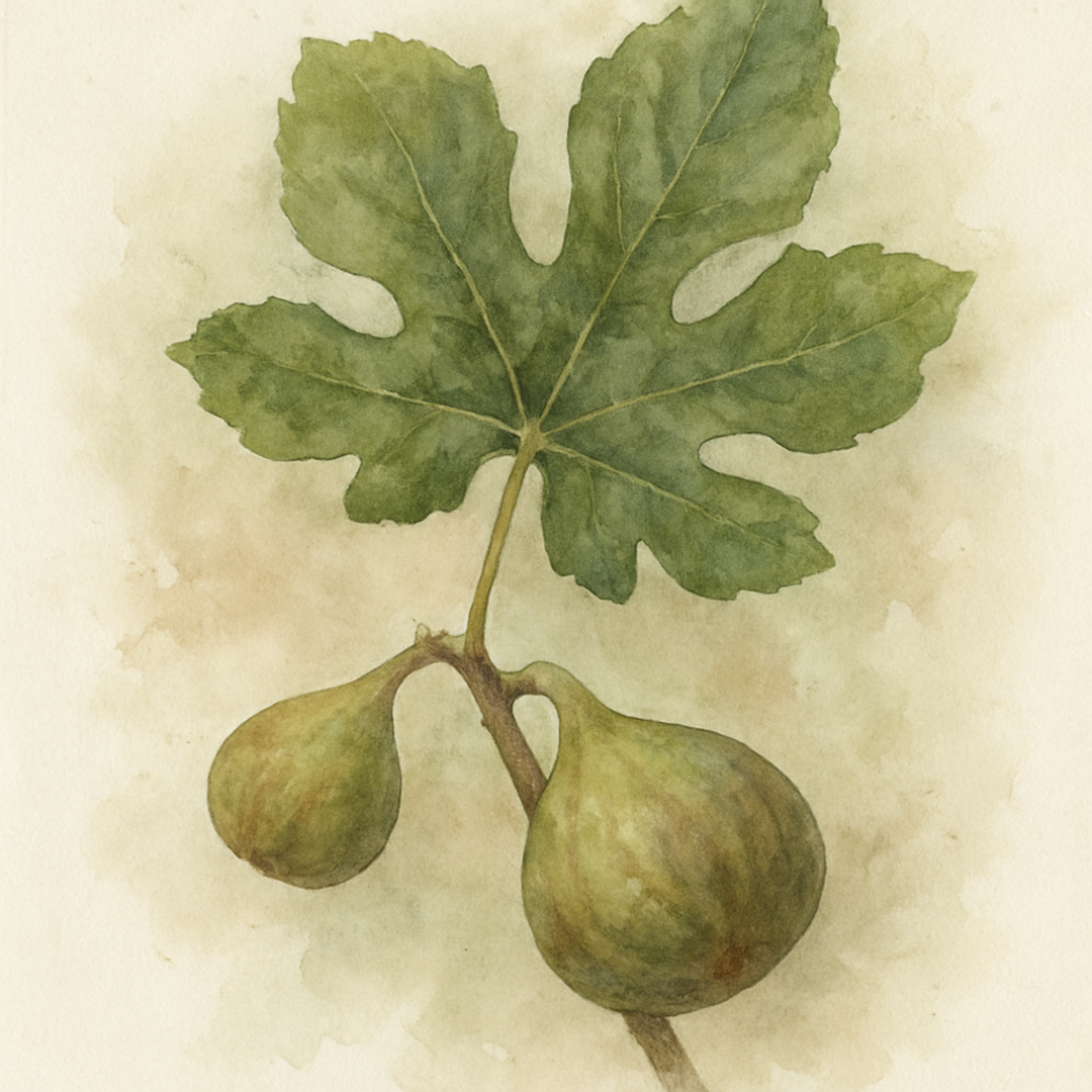 Ficus carica 'Turca' Turca fig