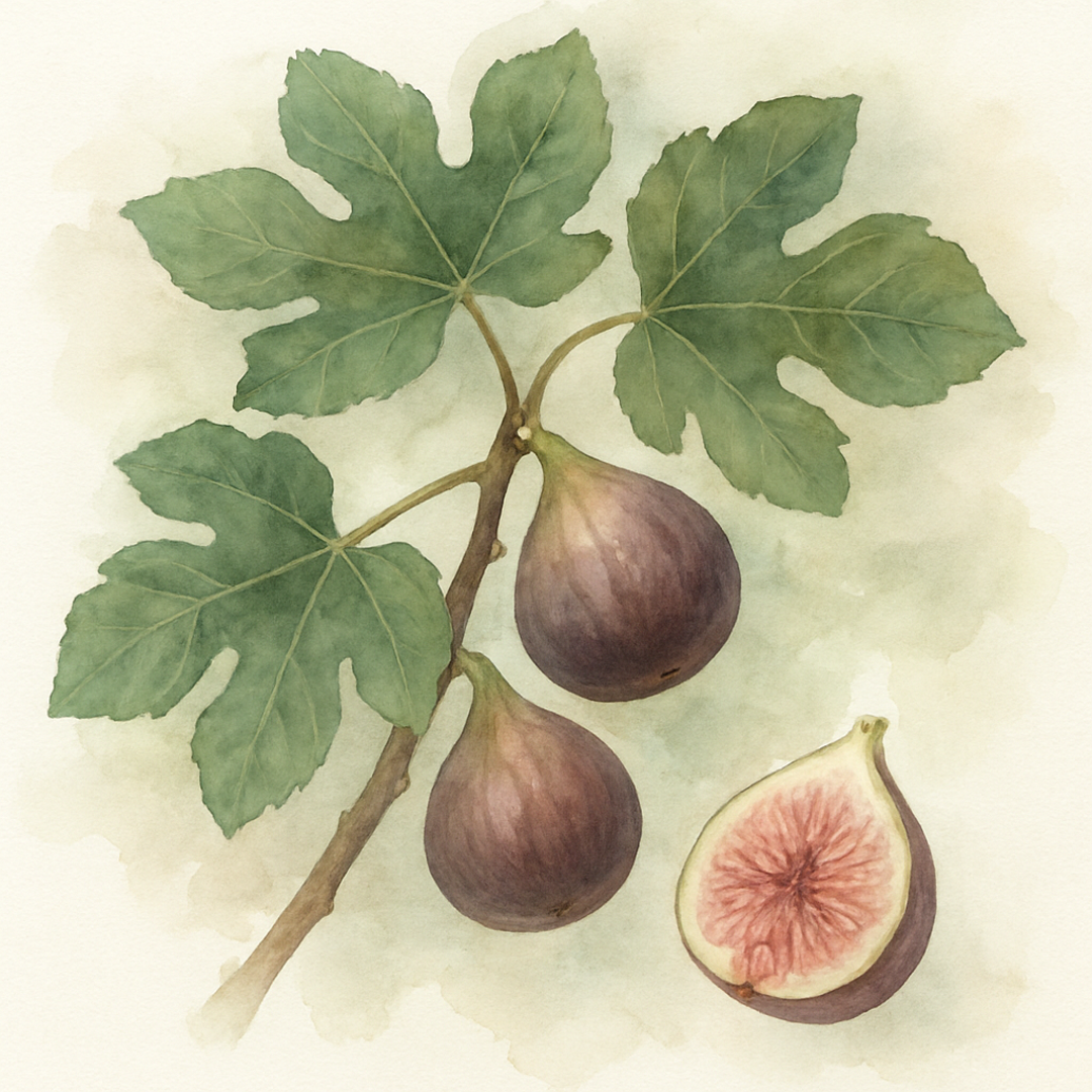 Ficus carica