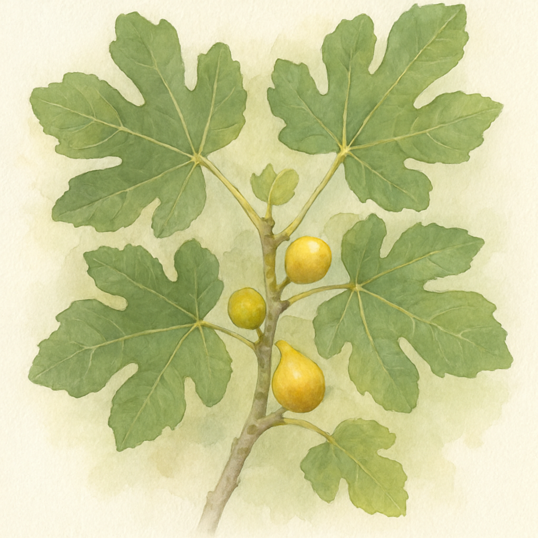 Ficus carica Yellow of Egerszeg Fig Tree (Yellow of Egerszeg)