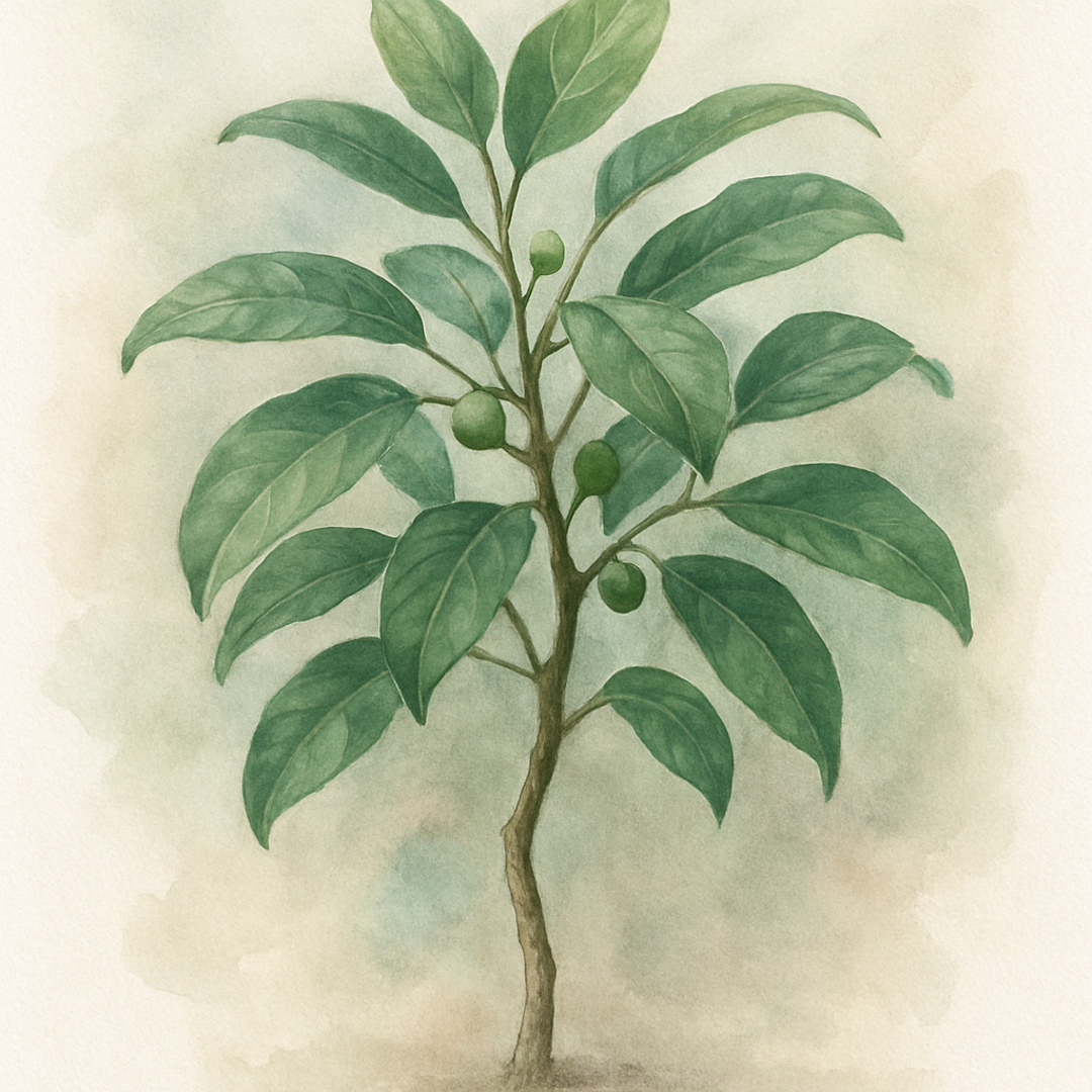 Ficus cyathistipula African Fig