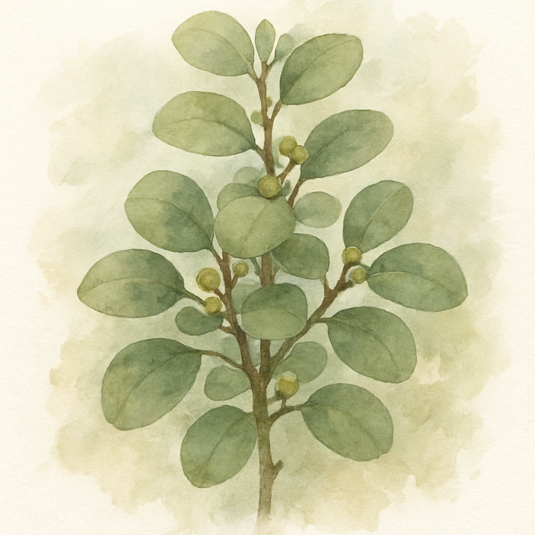 Ficus deltoidea
