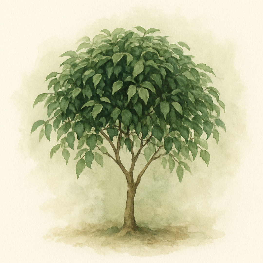 Ficus