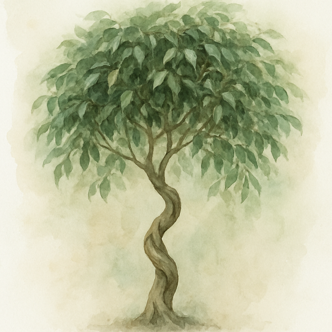 Ficus