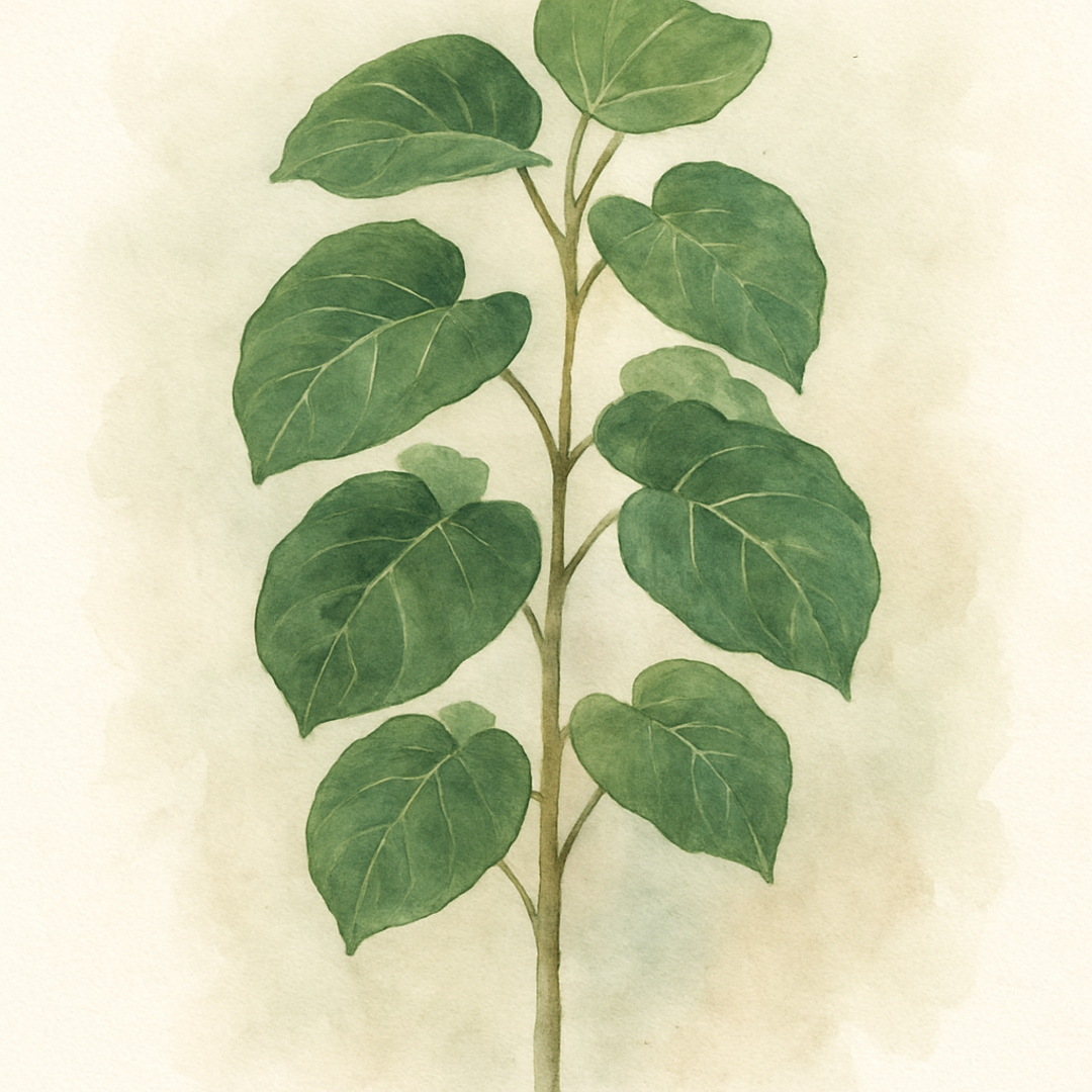 Ficus