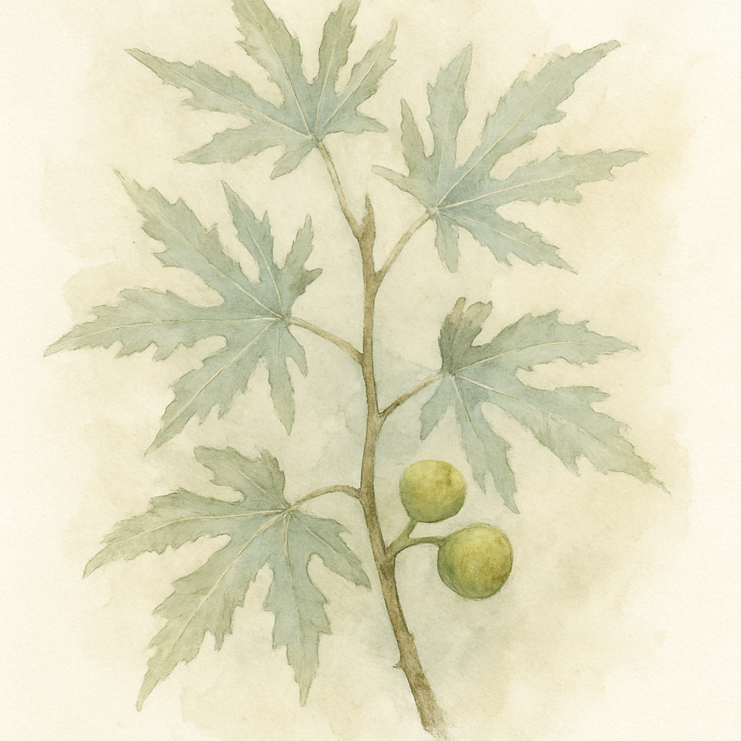 Ficus carica ‘Ice Crystal’