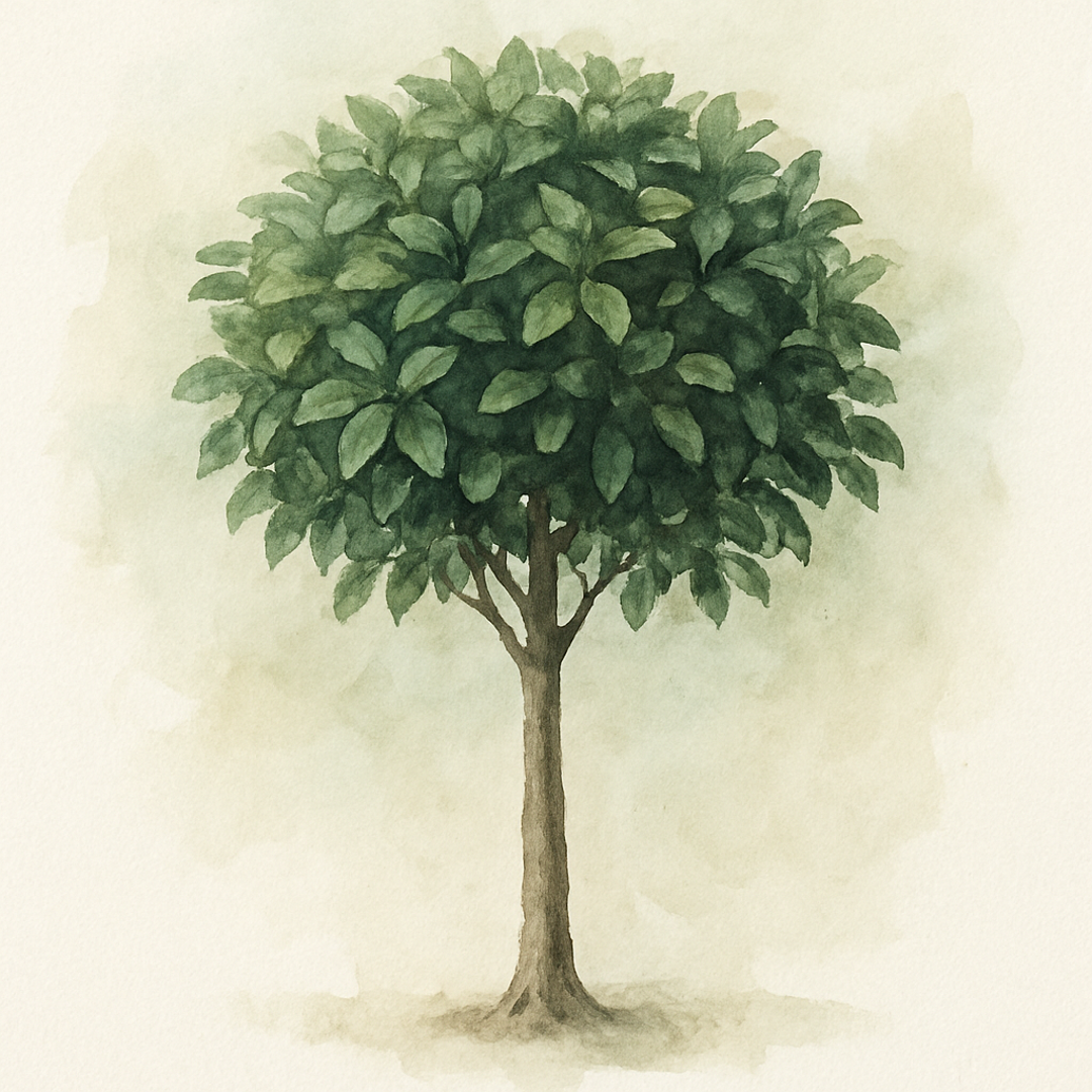 Ficus
