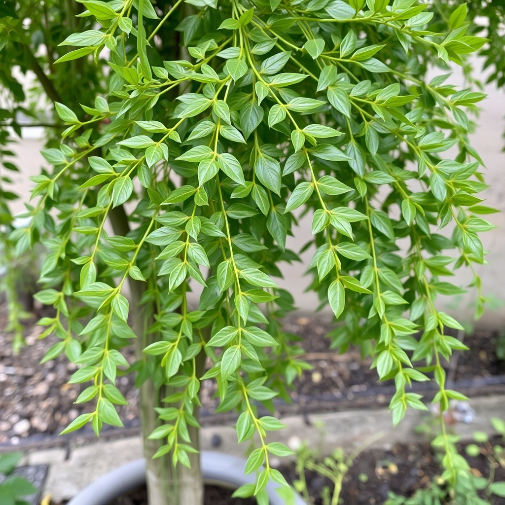 Indoor Weeping Fig Tree | Ficus Benjamina | Ficus Benjamina Weeping Fig Tree