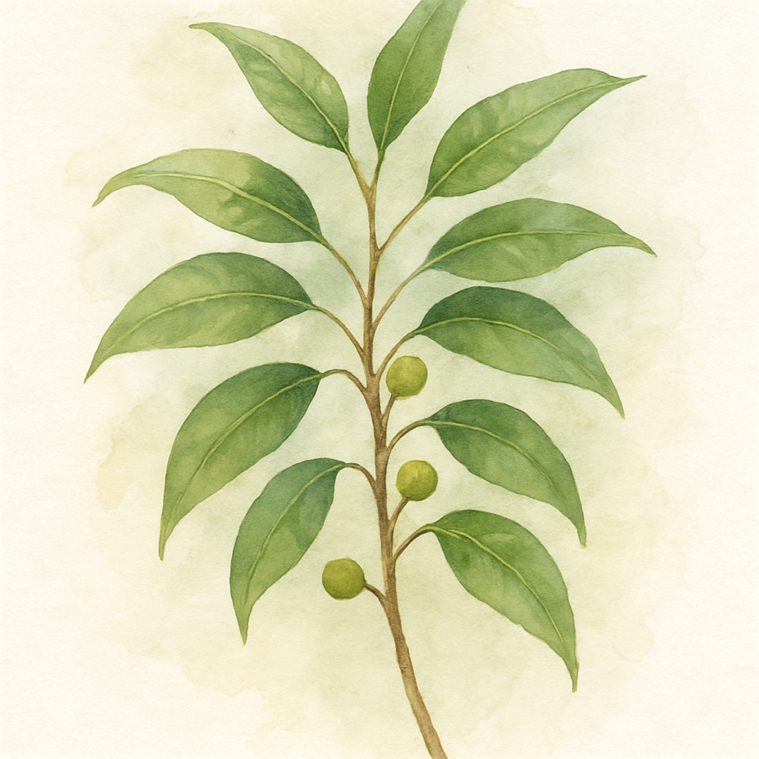 Large Ficus Benjamina