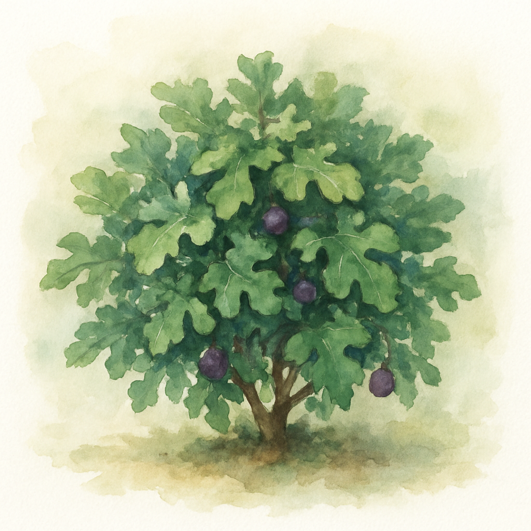Ficus