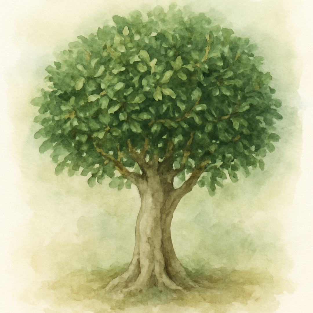 Ficus microcarpa