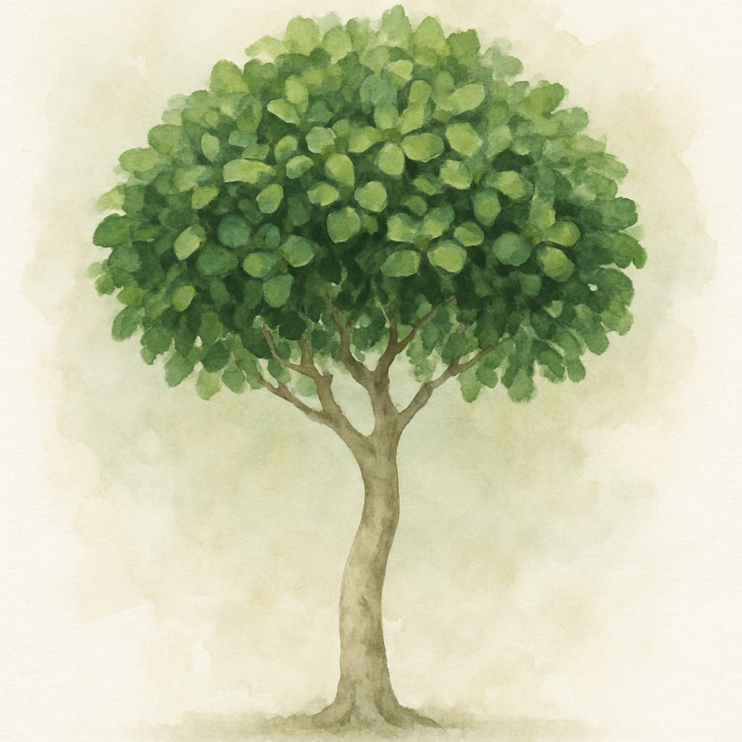 Ficus microcarpa