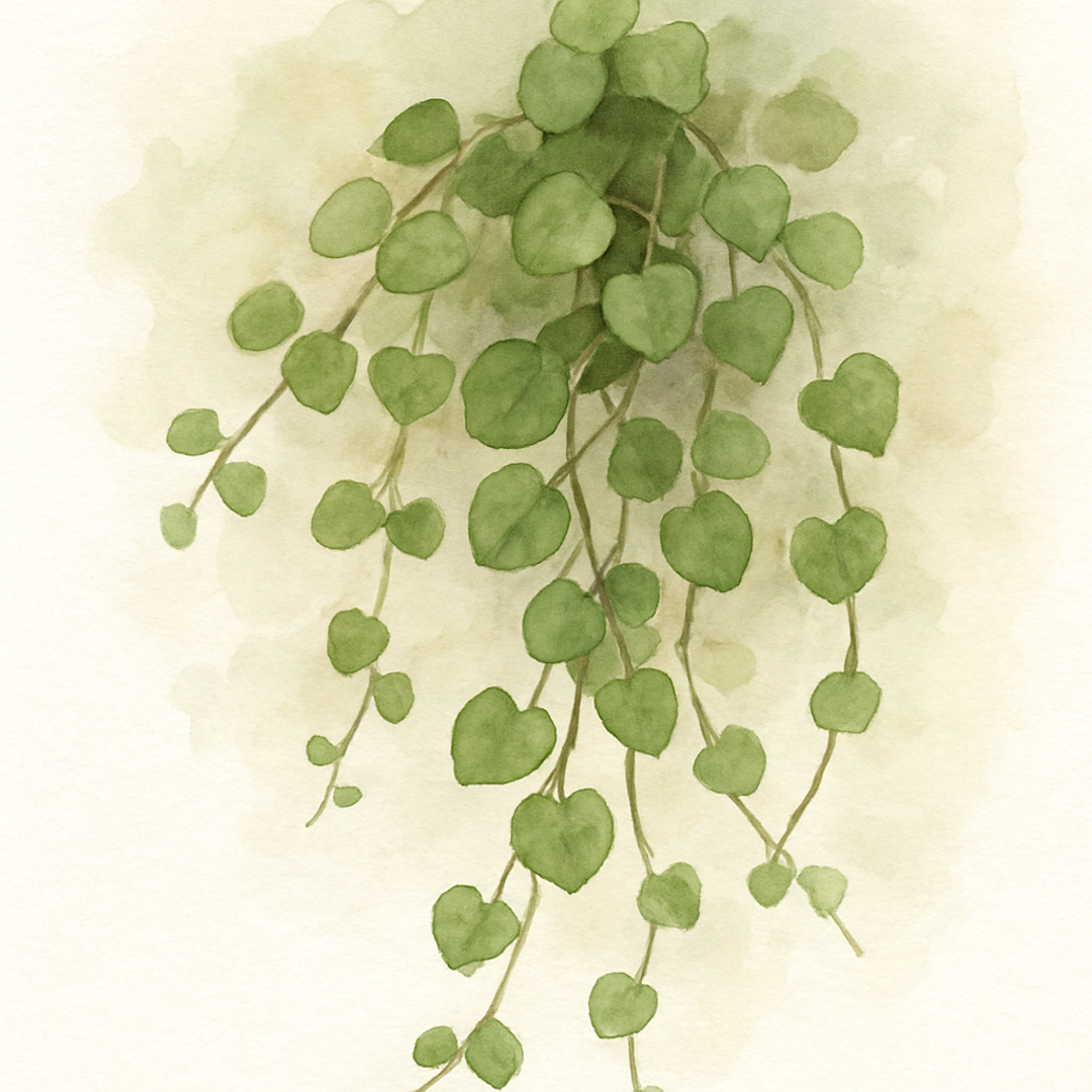 Ficus pumila