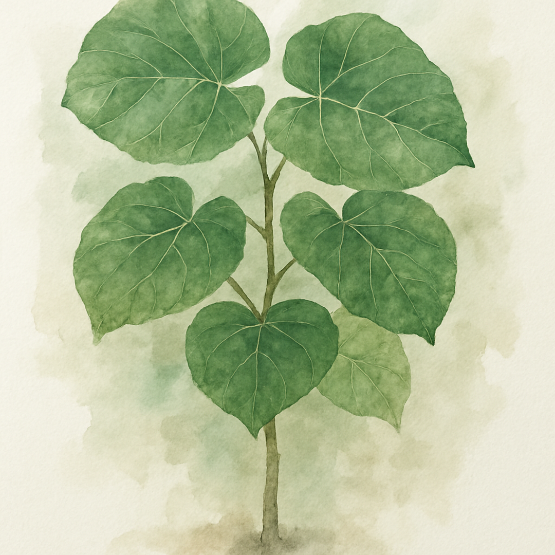 Ficus Umbellata (Tree Form)