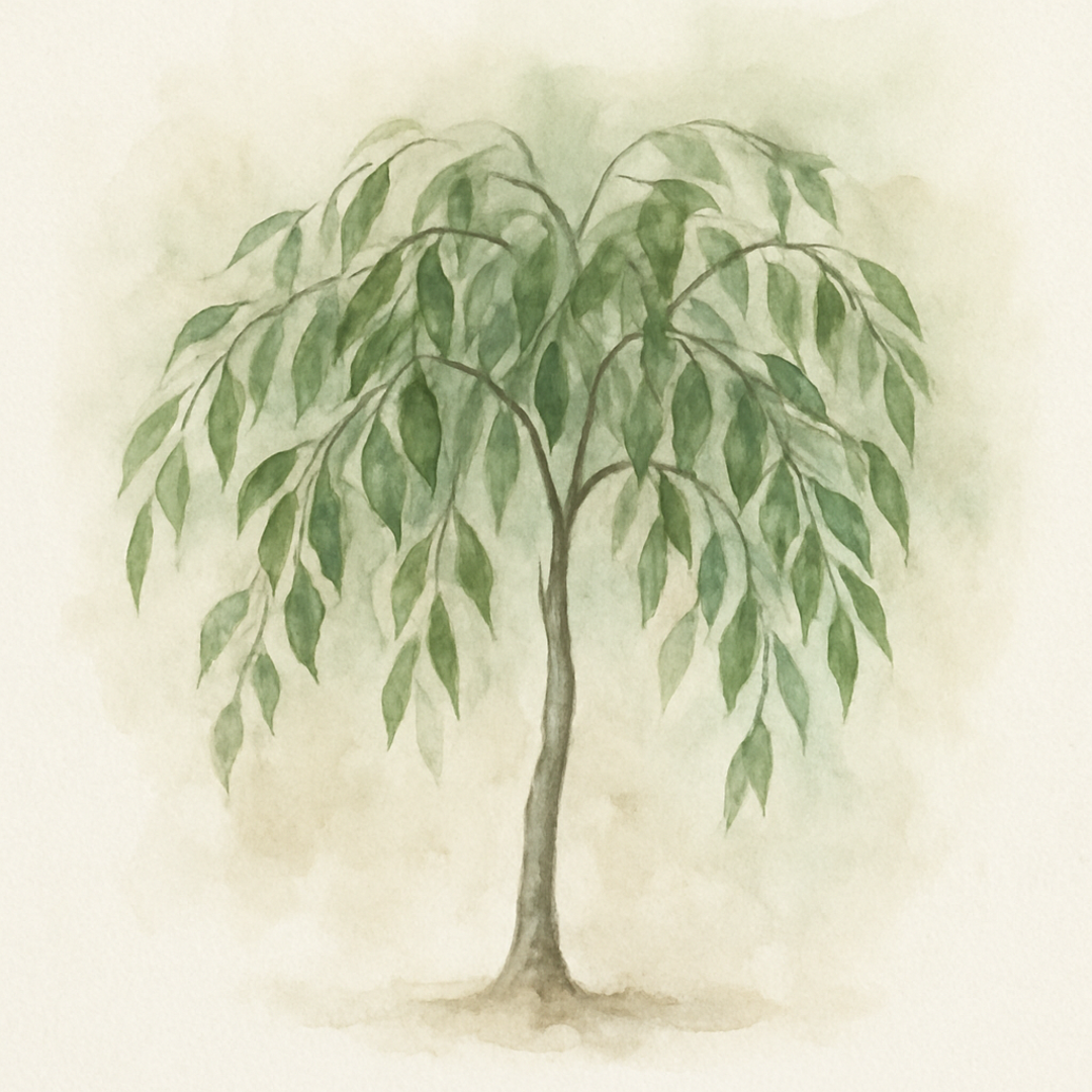 Ficus