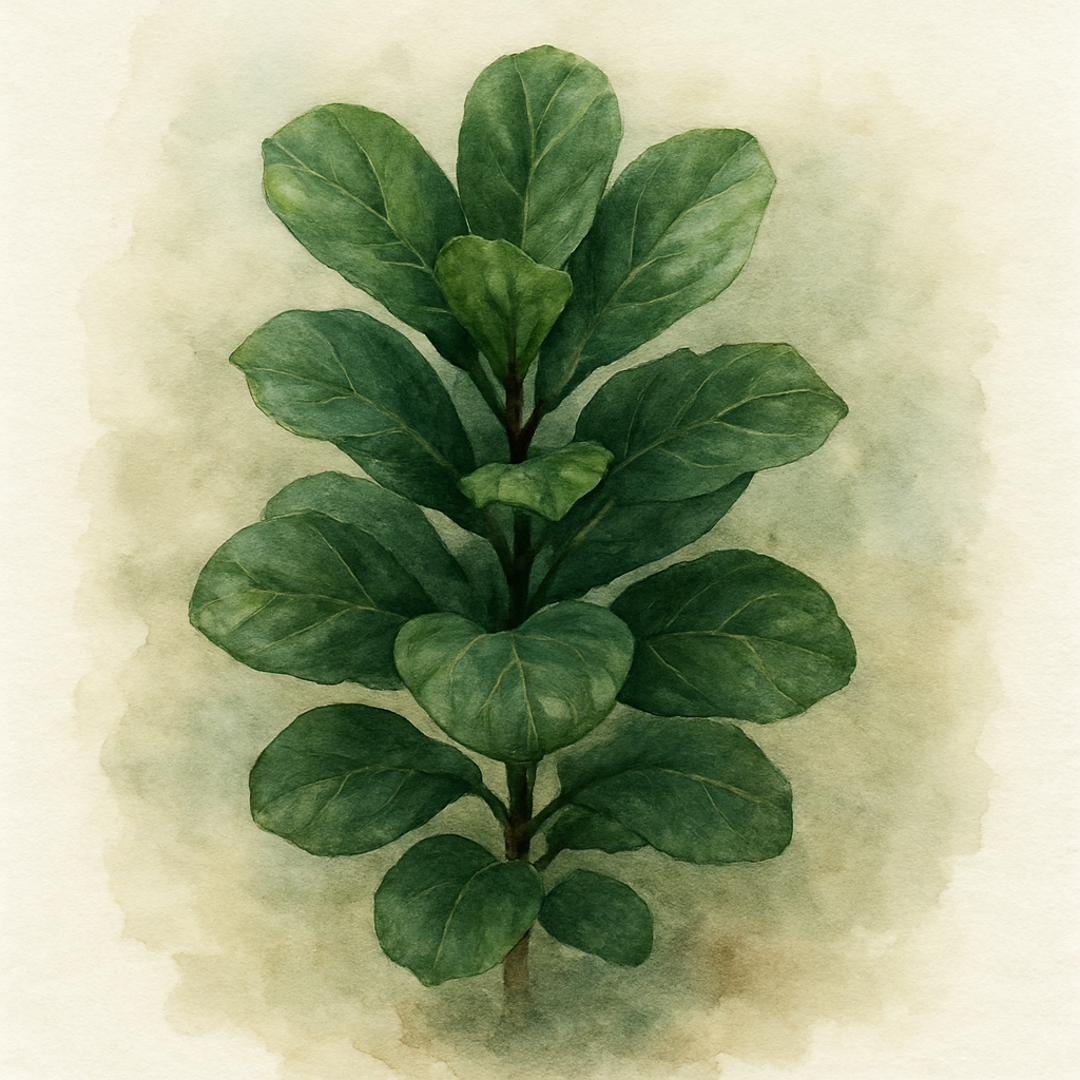 Fiddle Leaf Fig Bambino