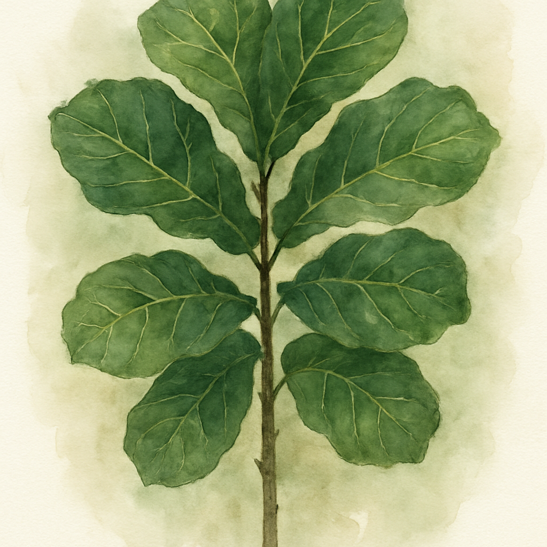 Fiddle Leaf Fig