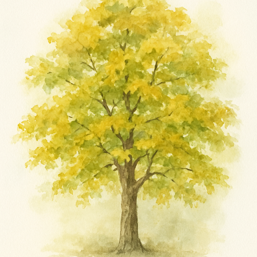 Field Maple