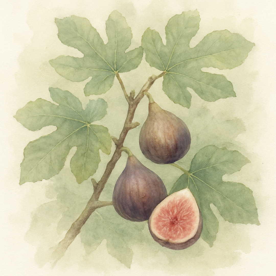 Fig Brown Turkey