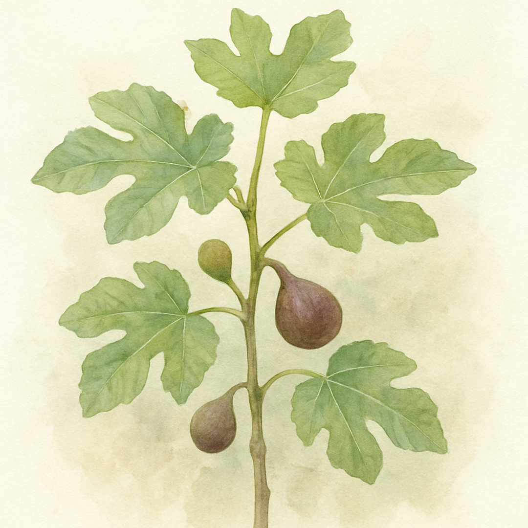 Fig Tree Brown Turkey plants