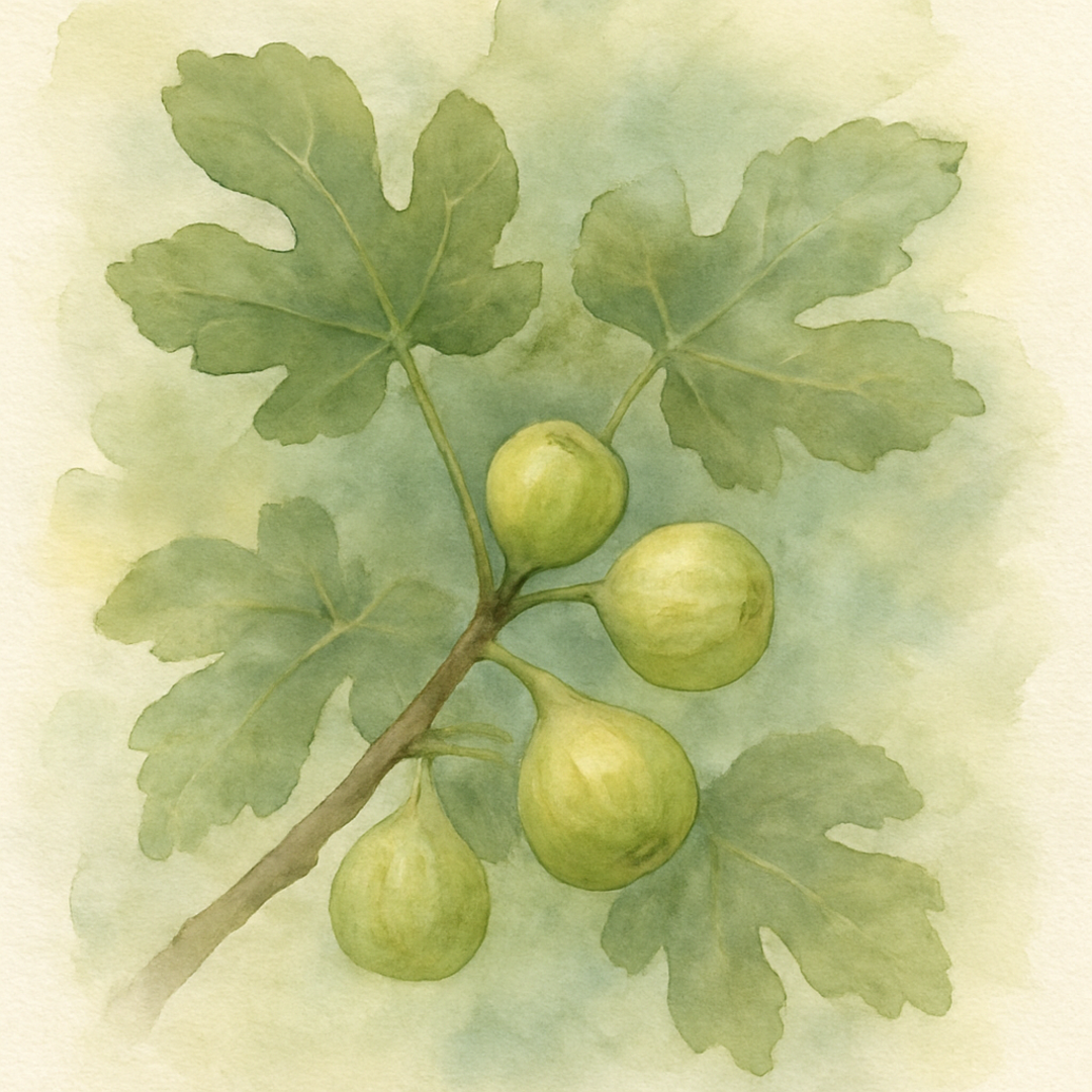 Fig White Marseilles