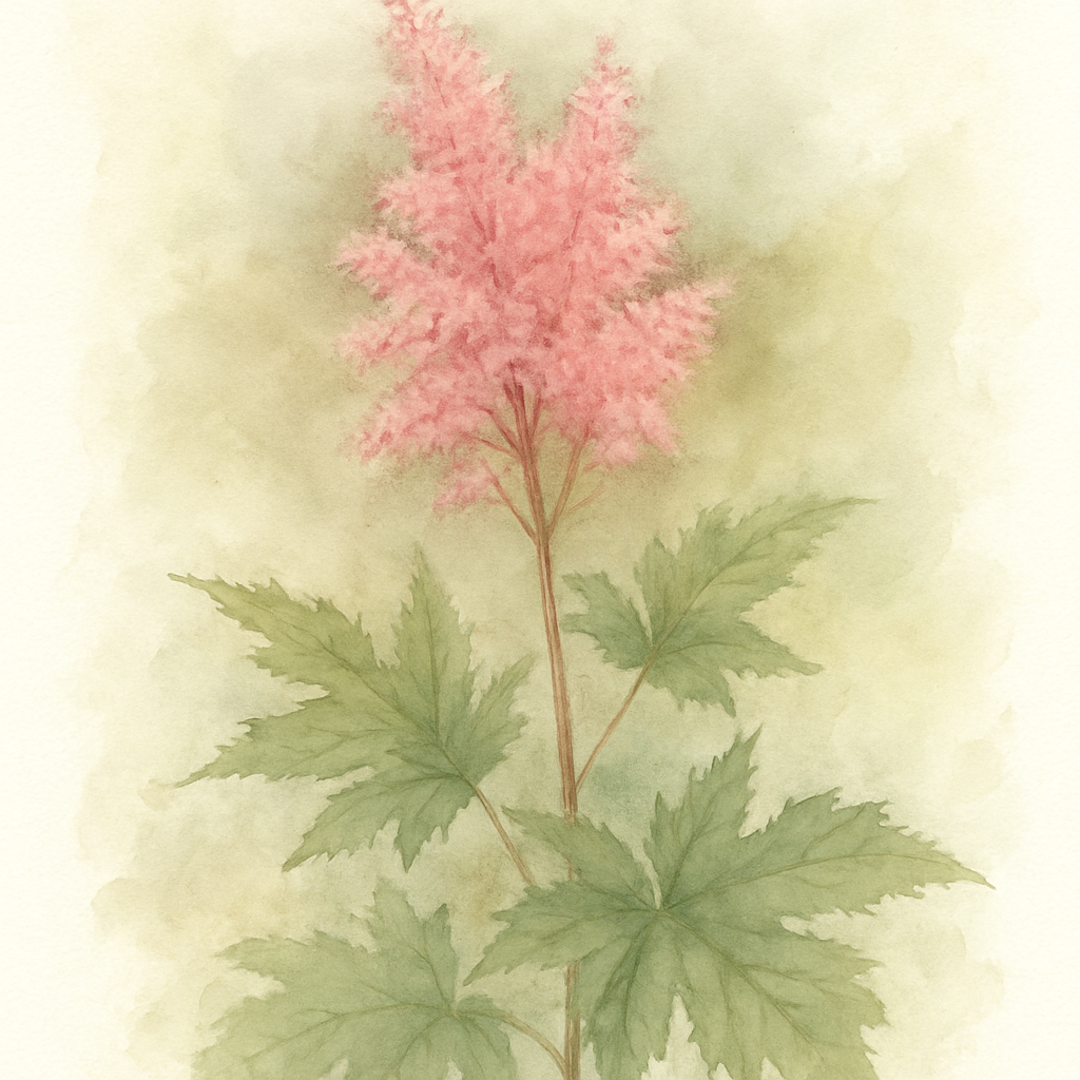 Filipendula rubra 'Venusta'