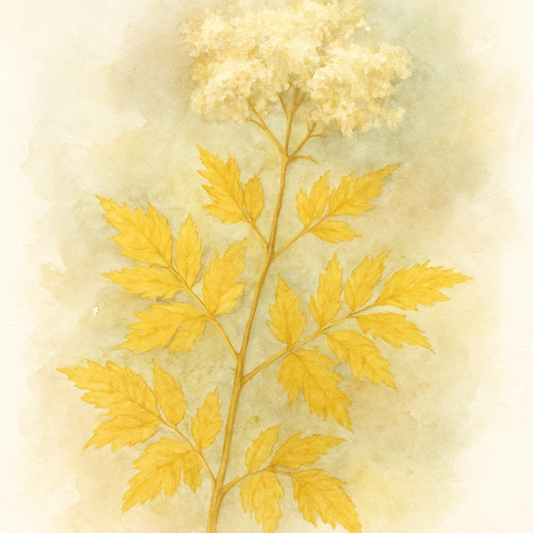 Filipendula ulmaria Aurea