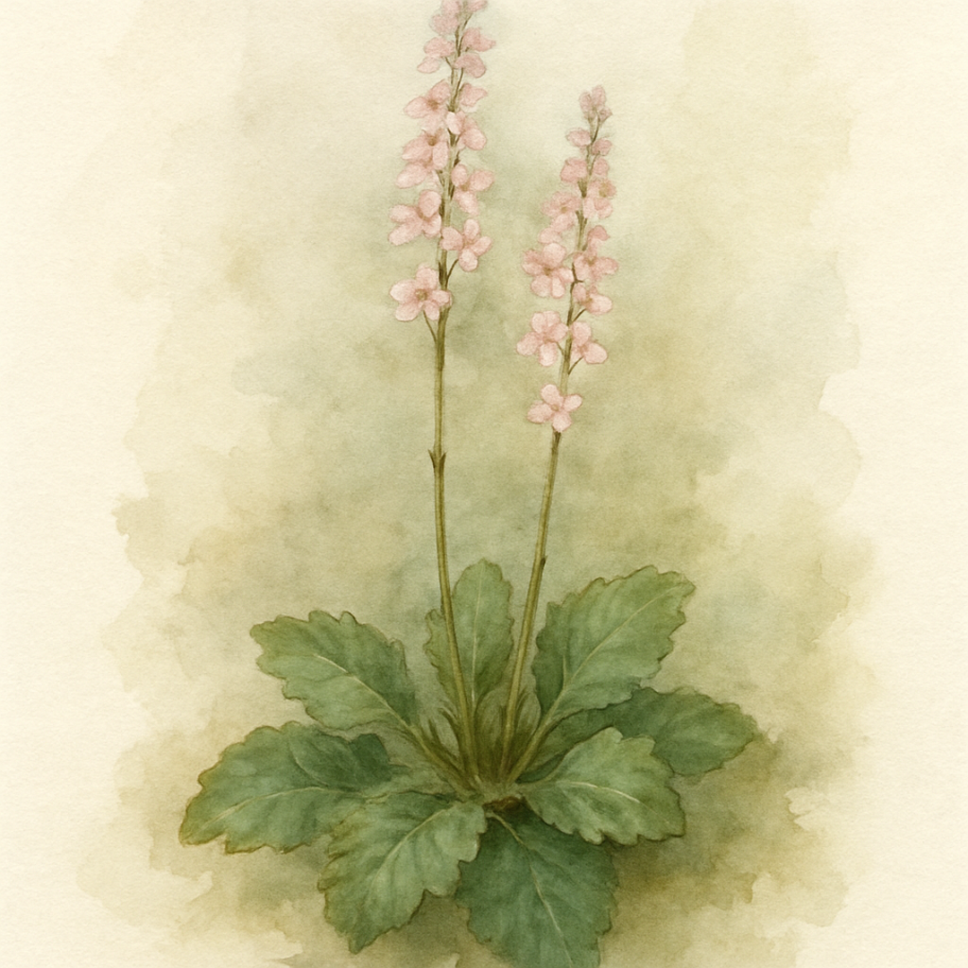 Francoa sonchifolia