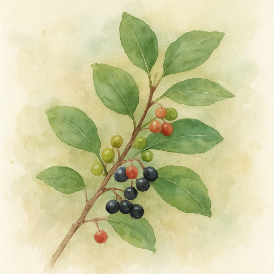 ALDER BUCKTHORN Frangula alnus
