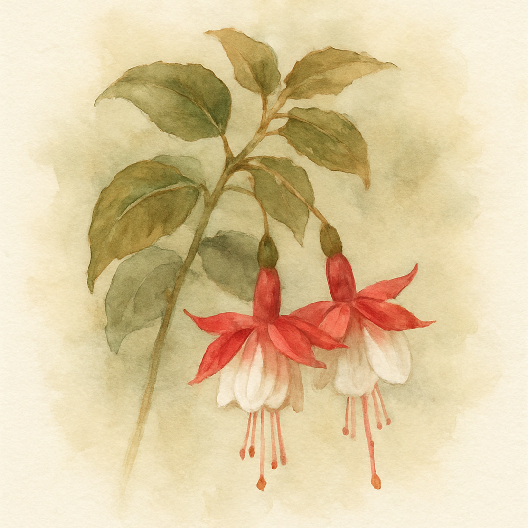 Fuchsia Alice Hoffman