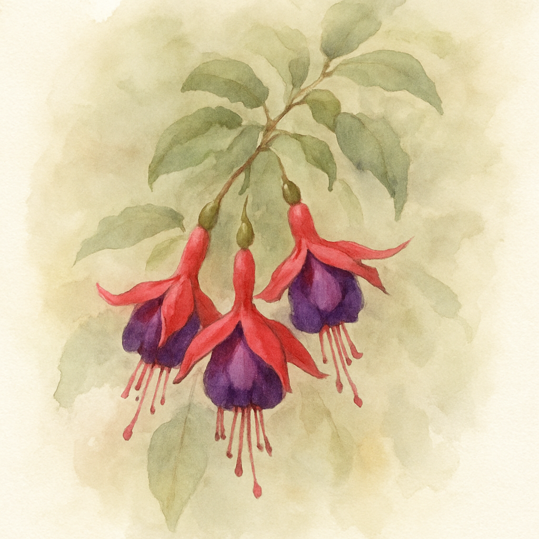 Fuchsia Hardy 'Mrs Popple'
