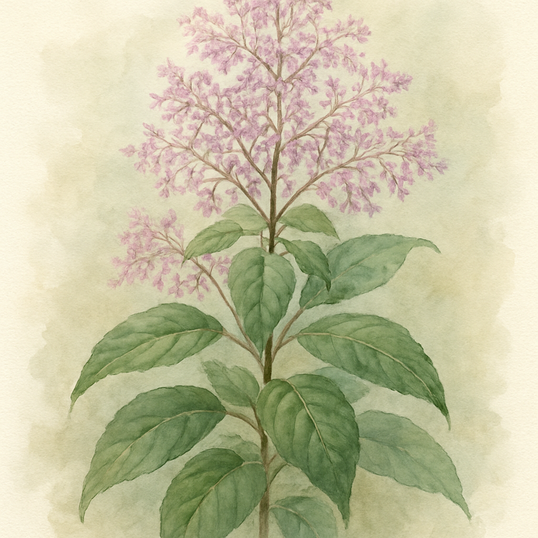 Fuchsia paniculata