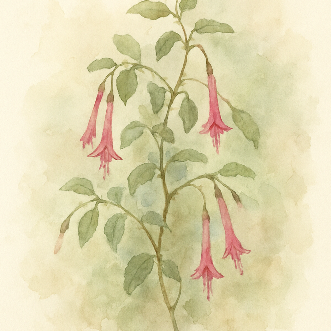 Fuchsia petiolaris