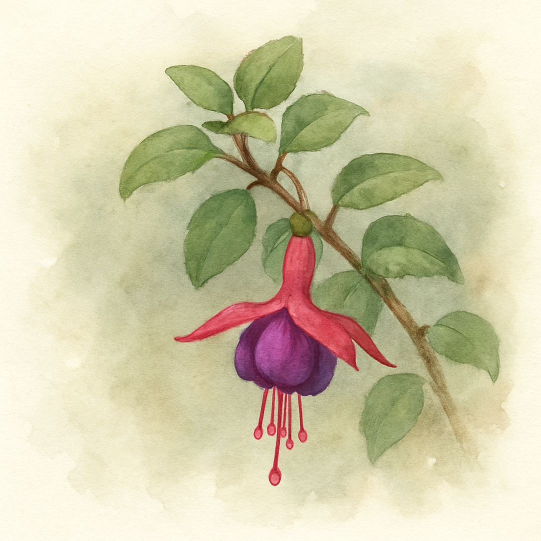 Fuchsia Tom Thumb