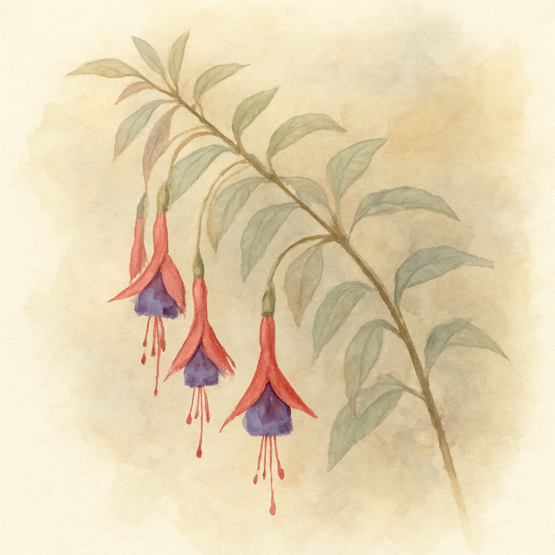 Fuchsia 'Versicolor'