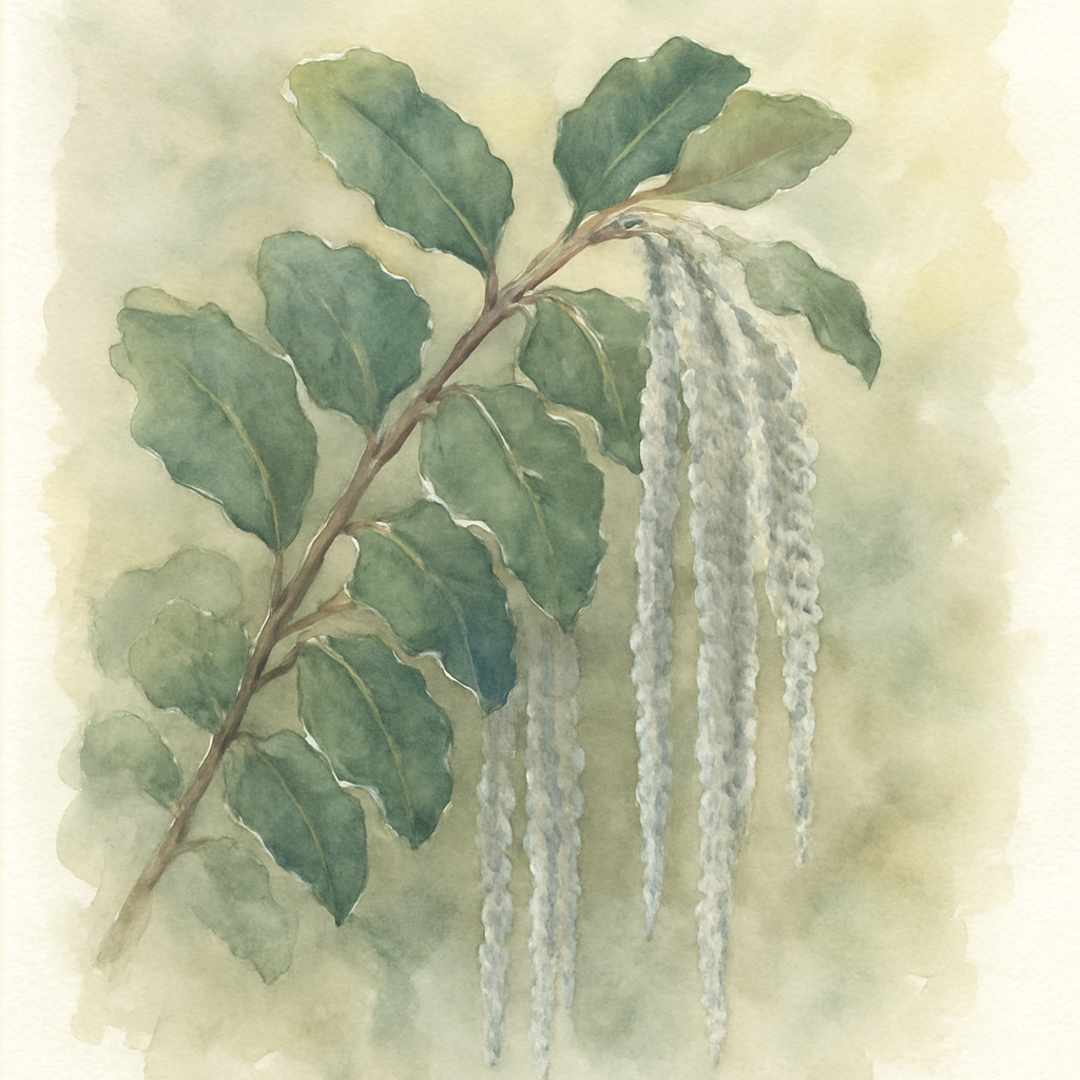 Garrya elliptica 'James Roof'