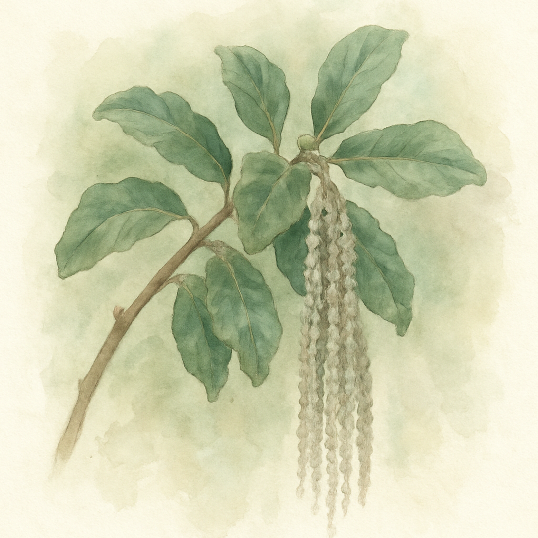 Garrya elliptica Silk Tassel Bush