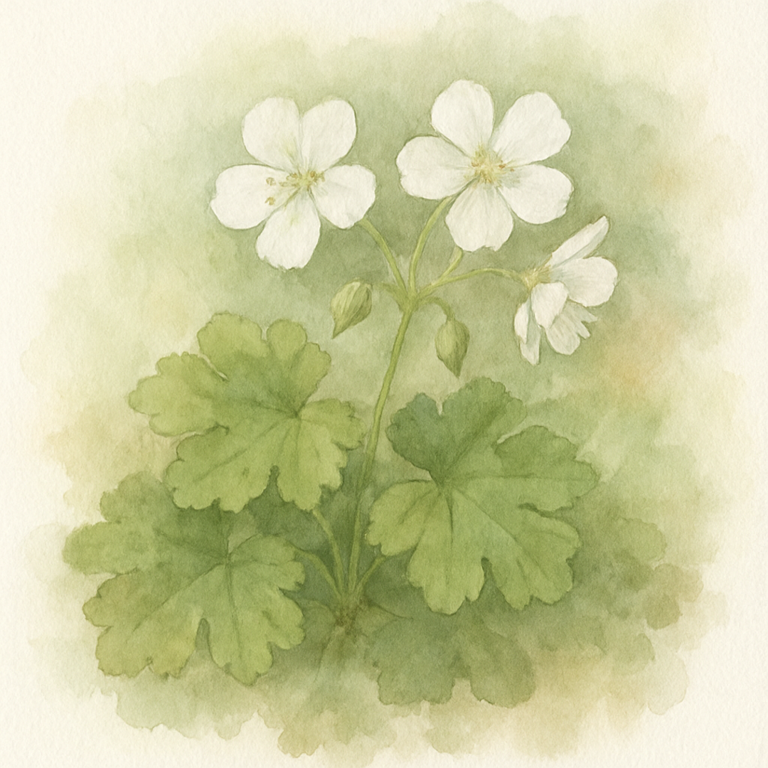 Geranium macrorrhizum 'White-Ness'