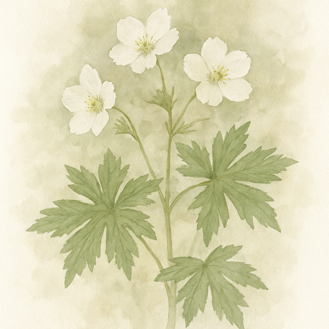 Geranium maculatum f. albiflorum