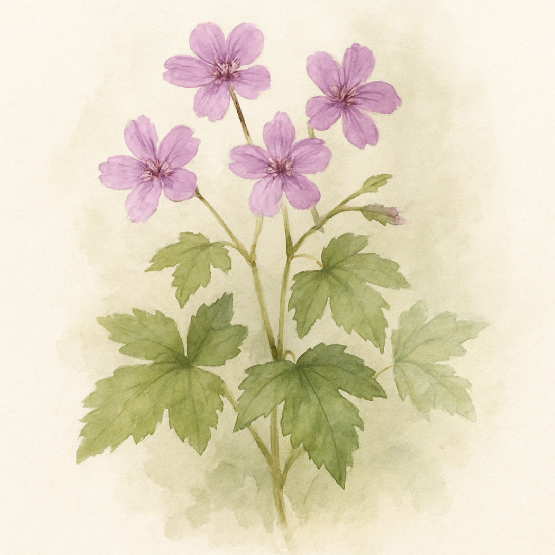 Geranium nodosum ‘Fielding's Folly’